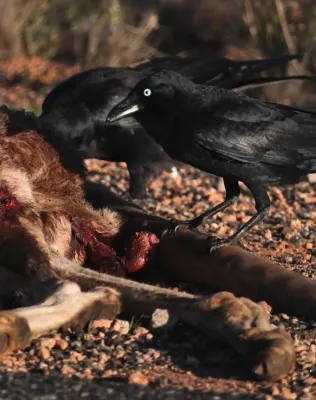 File:Corvus bennetti 02 - Christopher Watson.jpg