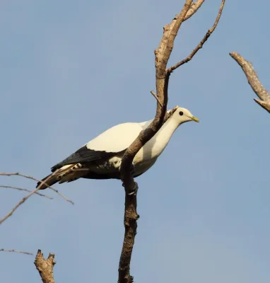 File:Ducula spilorrhoa - Christopher Watson.jpg