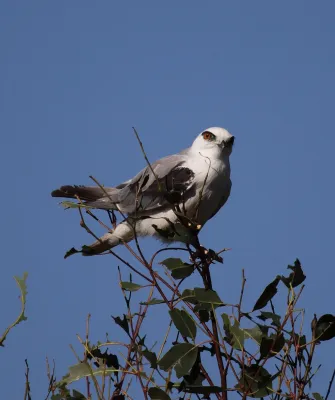 File:Elanus axillaris - Christopher Watson.jpg
