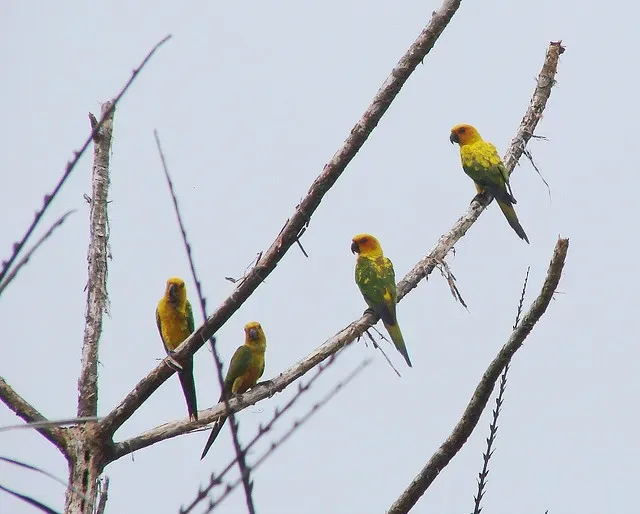 File:Aratinga maculata.jpg