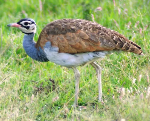 File:Eupodotis senegalensis1.jpg