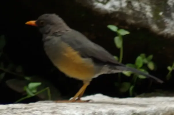 File:Turdus abyssinicus, Thomson's Falls Park, Kenya.jpg