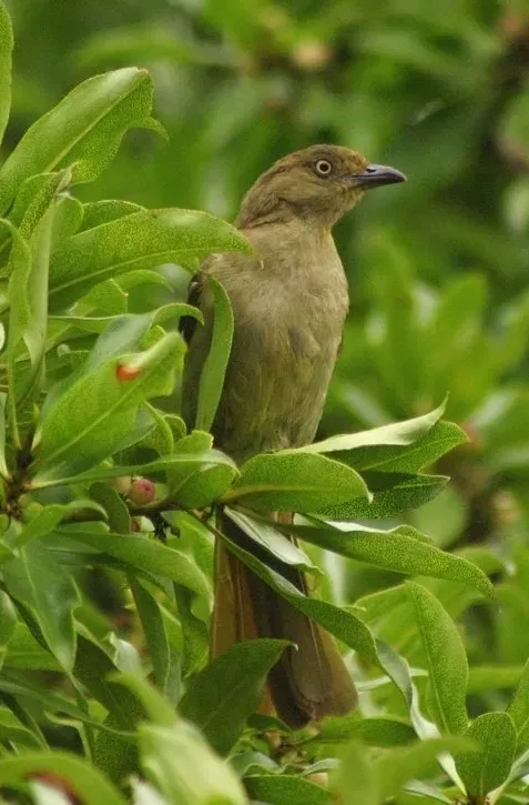 File:Andropadus importunus1-crop.jpg