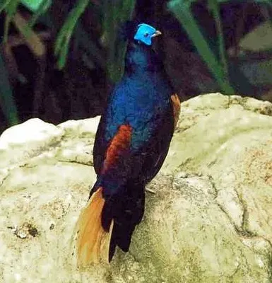 File:Feuerrückenfasan (Lophura ignita).jpg