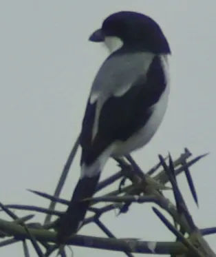 File:Lanius dorsalis1.jpg