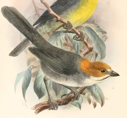 File:Atlapetes rufigenis Keulemans - high res.jpg