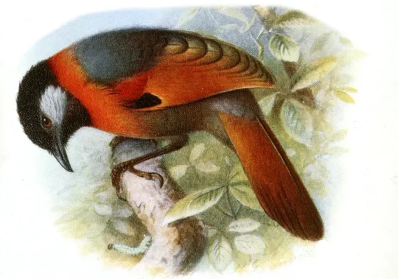 File:Trochalopteron yersini.jpg