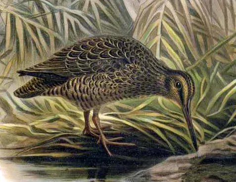 File:Coenocorypha pusilla.jpg