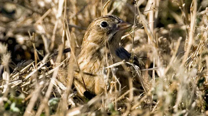 File:Calcarius pictus Neal Smith NWR.jpg
