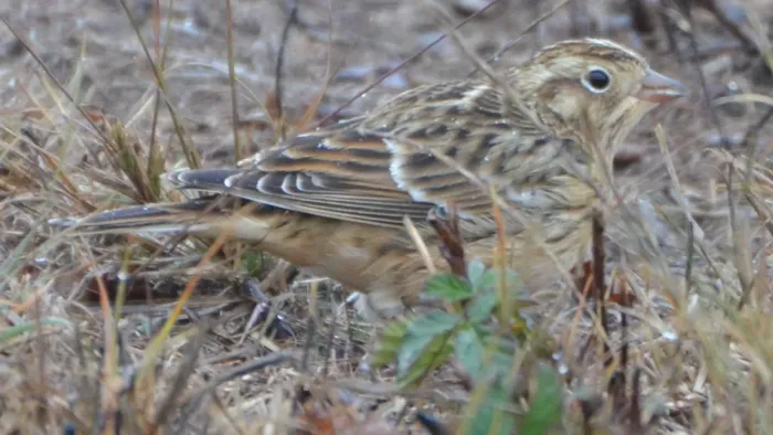 File:Calcarius pictus Hi Lonesome Prairie 2.jpg