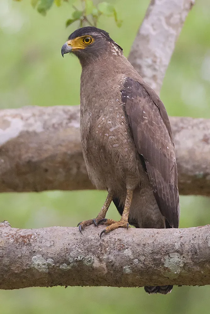 File:Spilornis cheela (Bandipur, 2008).jpg