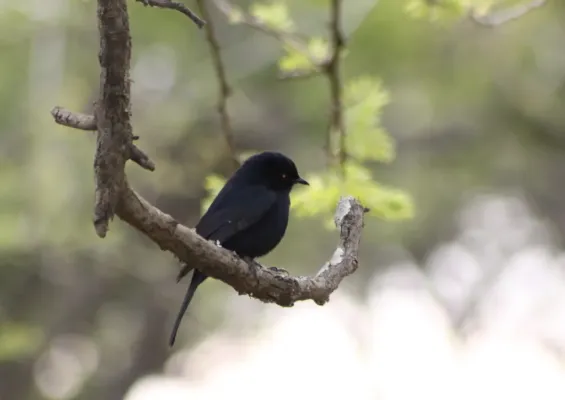 File:Southern black flycatcher (Melaenornis pammelaina) (5957478683).jpg