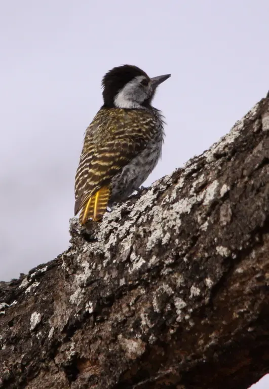 File:Cardinal Woodpecker, Dendropicos fuscescens - female (6070518732).jpg