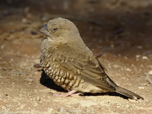 File:Amadina erythrocephala f.jpg