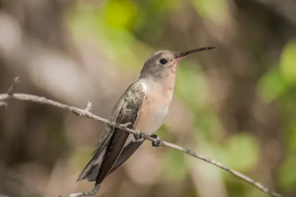 File:Leucippus fallax from Margarita island.jpg