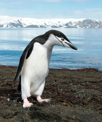 File:A chinstrap penguin (Pygoscelis antarcticus) on Deception Island in Antarctica.jpg