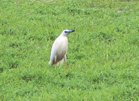 File:Ardeola idae.jpg