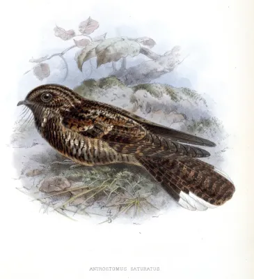 File:AntrostomusSaturatusKeulemans.jpg