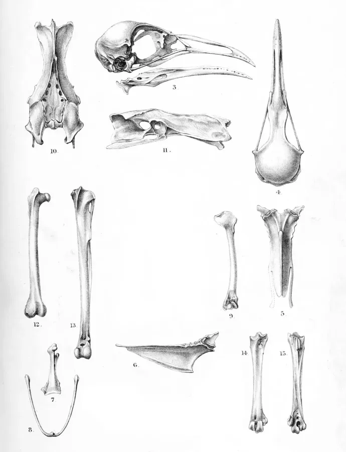 File:Gallirallus dieffenbachii 1896.jpg