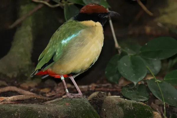 File:Noisy Pitta - Pitta versicolor (7088989601).jpg