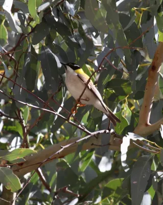 File:Melithreptus gularis laetior - Christopher Watson.jpg