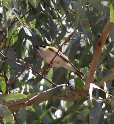 File:Melithreptus gularis laetior 2 - Christopher Watson.jpg