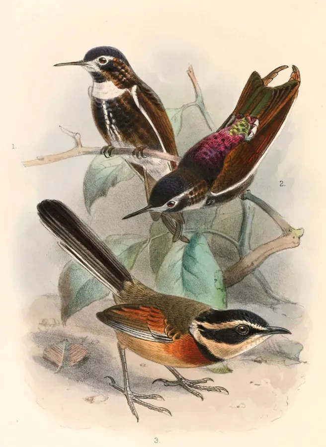 File:Aglaeactis aliciae & Melanopareia elegans elegans 1897.jpg