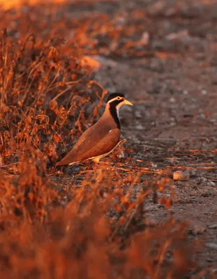File:Vanellus tricolor assp2 - Christopher Watson.jpg