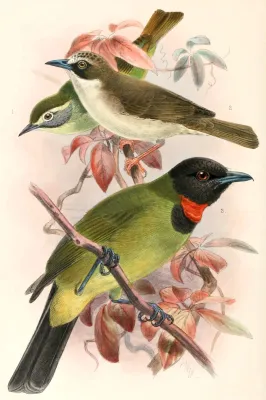 File:Lophozosterops superciliaris, Heleia crassirostris & Pachycephala nudigula 1897.jpg
