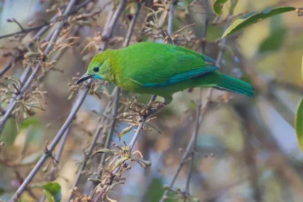 File:Chloropsis cochinchinensis - Khao Yai.jpg