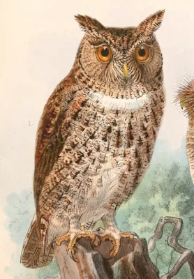 File:Otus silvicola 1897.jpg