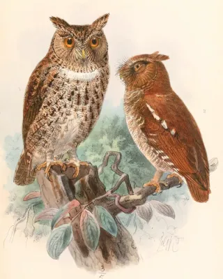 File:Otus silvicola & Otus alfredi 1897.jpg