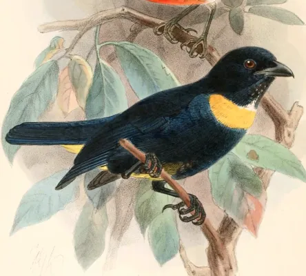 File:Bangsia rothschildi 1897.jpg