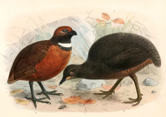 File:Odontophorus erythrops parambae & Crypturellus berlepschi 1897.jpg