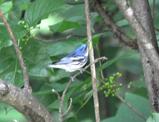 File:Setophaga cerulea Asheville NC 1.jpg