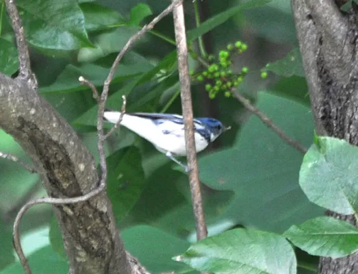 File:Setophaga cerulea Asheville NC 2.jpg