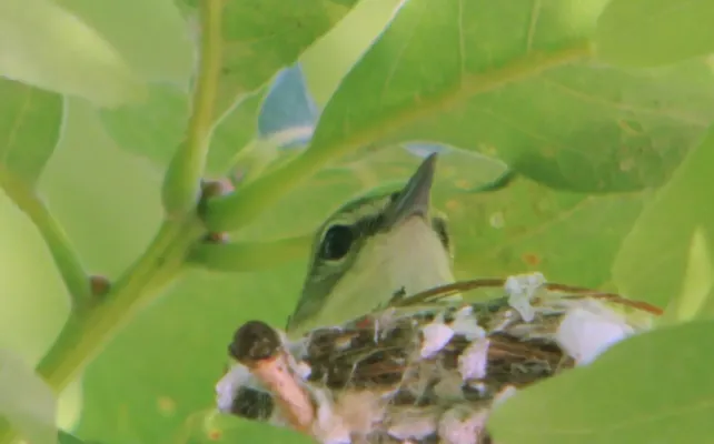 File:Setophaga cerulea Weldon Spring 1.jpg