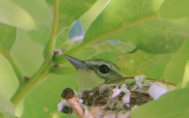 File:Setophaga cerulea Weldon Spring 2.jpg