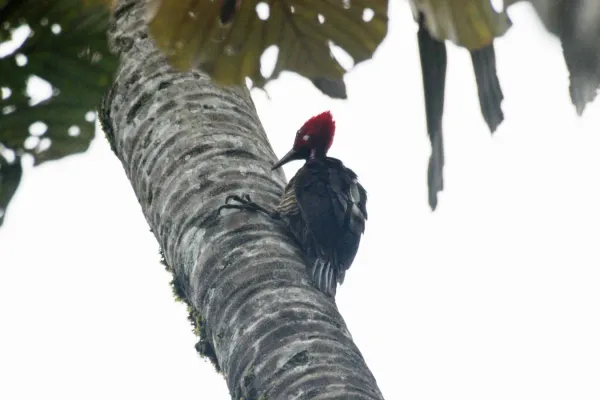 File:Guayaquil woodpecker (Campephilus gayaquilensis) (6995906660).jpg