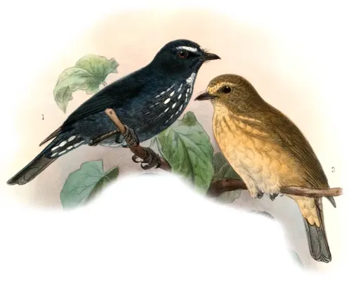 File:Ficedula henrici 1901.jpg