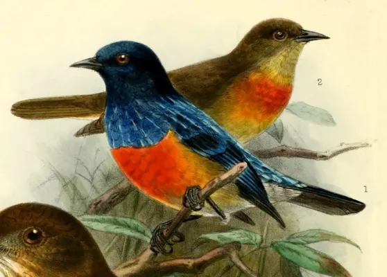 File:Dacnis berlepschi 1901.jpg
