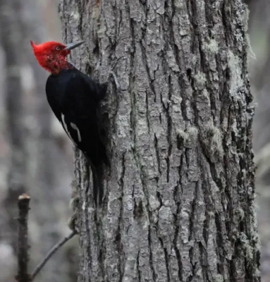 File:Magellanic Woodpecker (Campephilus magellanicus) (5536073255).jpg