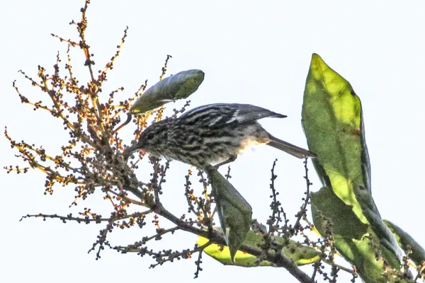 File:Setophaga pharetra Blue Mountains 1.jpg