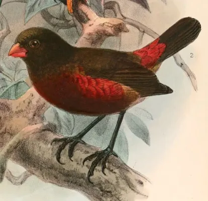 File:Oreostruthus fuliginosus 1899.jpg