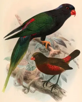 File:Charmosyna papou stellae & Oreostruthus fuliginosus 1899.jpg