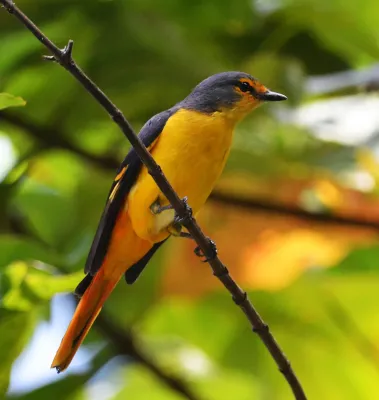 File:FIERY MINIVET (Pericrocotus igneus) - female.jpg