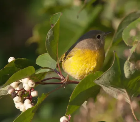 File:Leiothlypis ruficapilla Madison WI.jpg