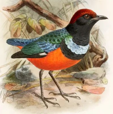 File:Erythropitta erythrogaster dohertyi 1899.jpg