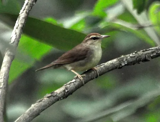 File:Limnothlypis swainsonii Nine Times SC 1.jpg