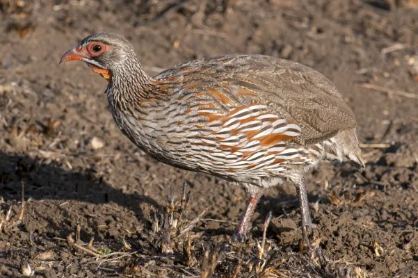 File:Pternistis rufopictus (Serengeti, 2009).jpg